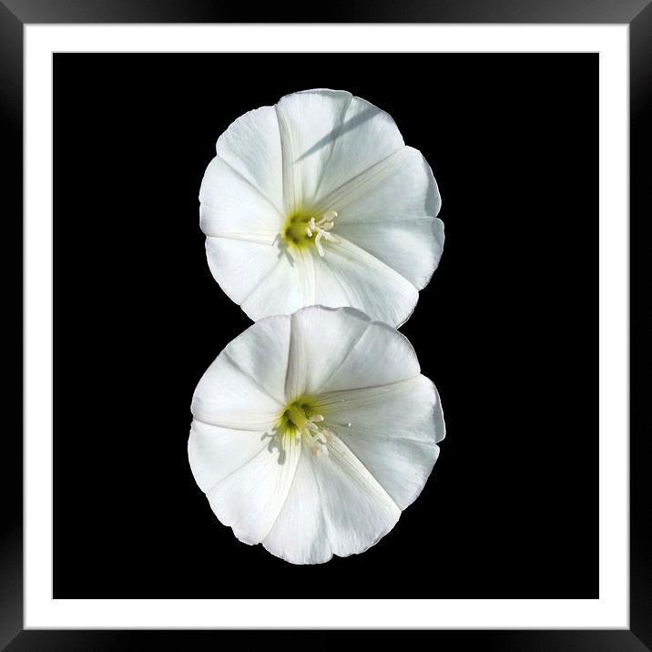  two white flowers Framed Mounted Print by Marinela Feier