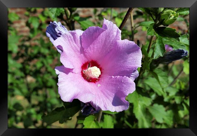 purple flower Framed Print by Marinela Feier