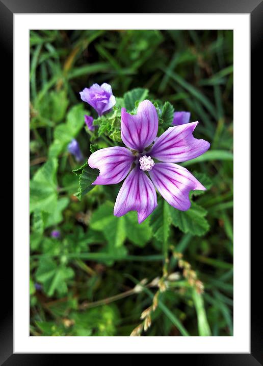 purple flower 3 Framed Mounted Print by Marinela Feier