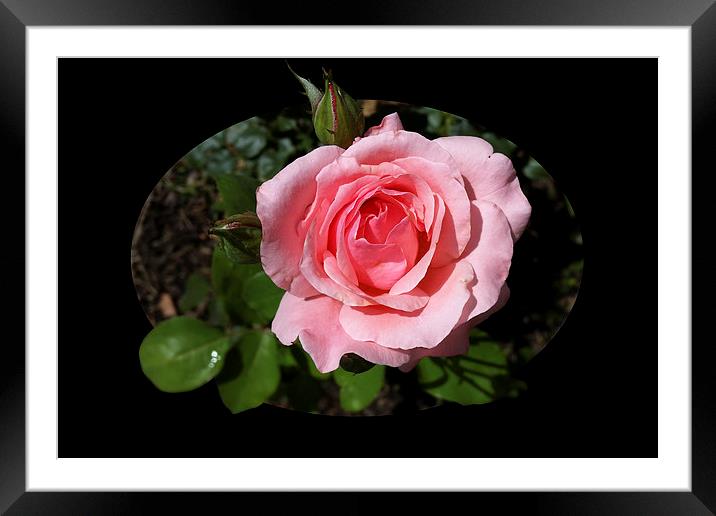  blooming rose Framed Mounted Print by Marinela Feier