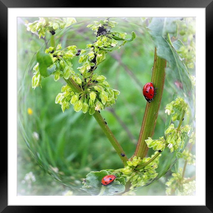  the ladybugs Framed Mounted Print by Marinela Feier