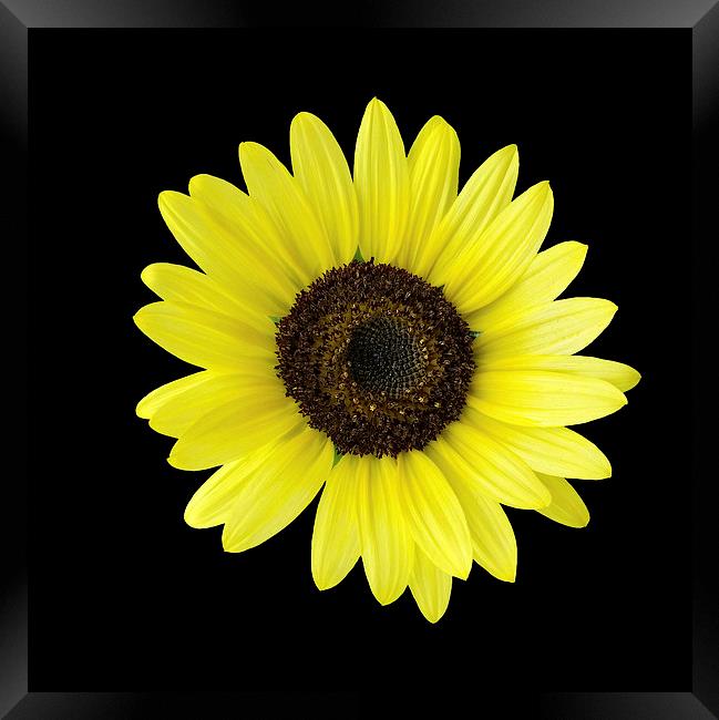  sunflower Framed Print by Marinela Feier