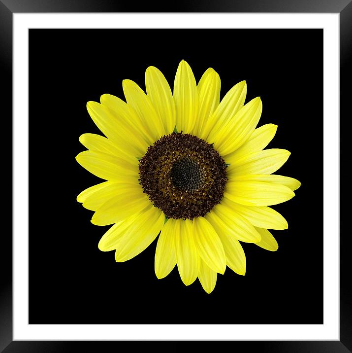  sunflower Framed Mounted Print by Marinela Feier