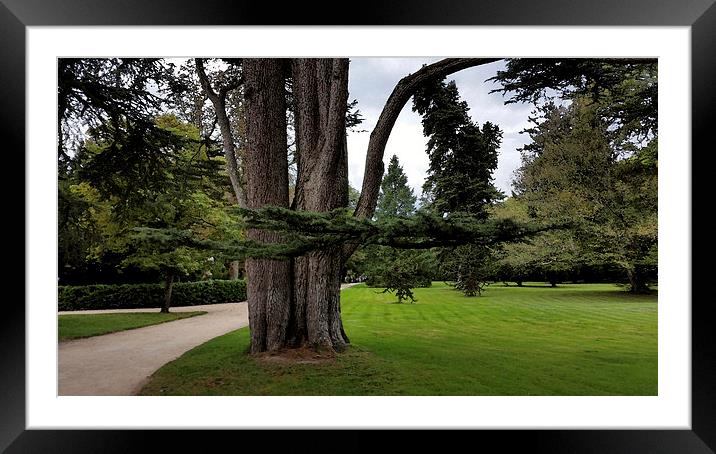  twin trees Framed Mounted Print by Marinela Feier
