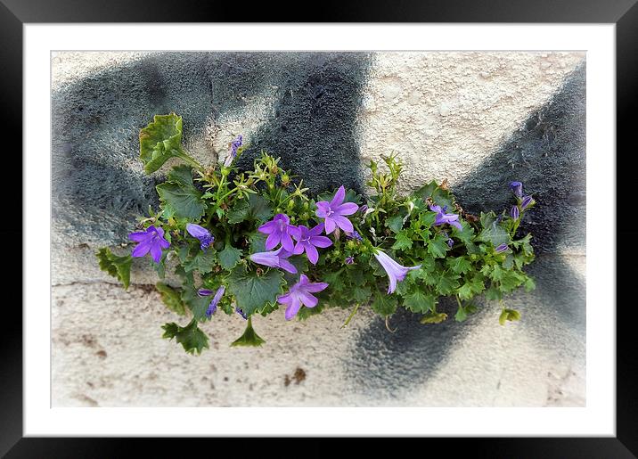  flowers in the wall Framed Mounted Print by Marinela Feier