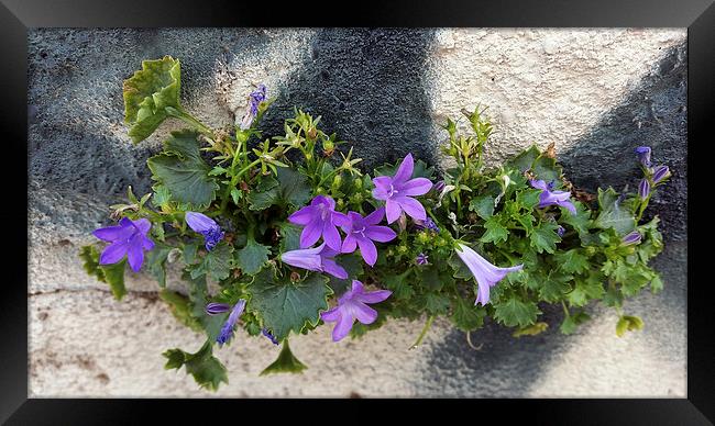  out of the wall flower Framed Print by Marinela Feier