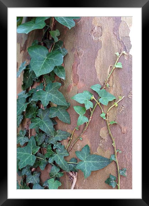  ivy on tree Framed Mounted Print by Marinela Feier