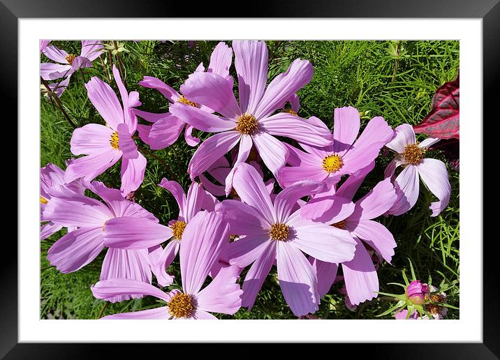  purple flowers in the sun Framed Mounted Print by Marinela Feier