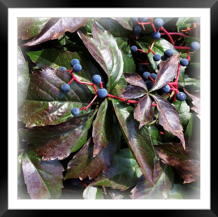  rust colored leaves Framed Mounted Print by Marinela Feier