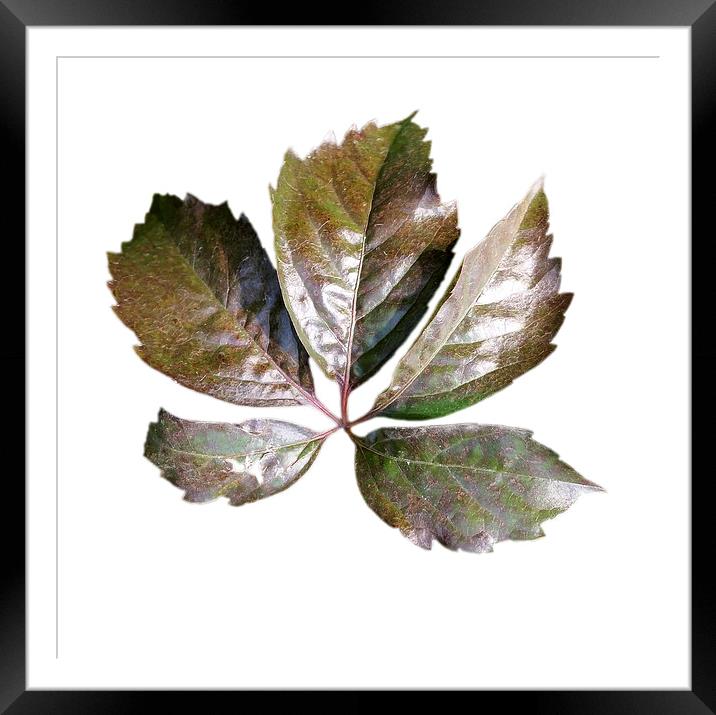  rusty leaf Framed Mounted Print by Marinela Feier