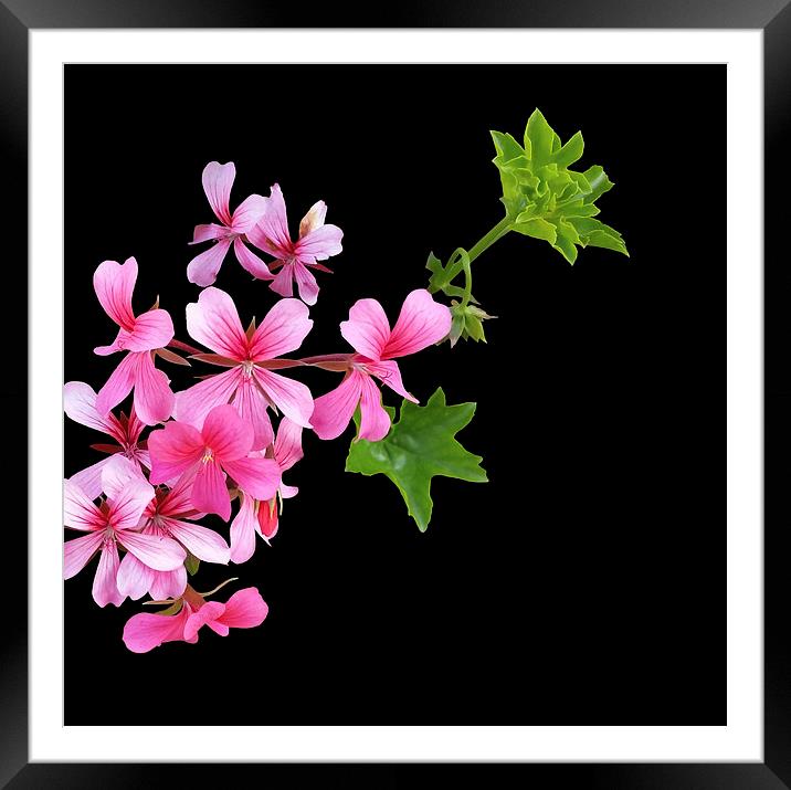  shades of pink on black Framed Mounted Print by Marinela Feier
