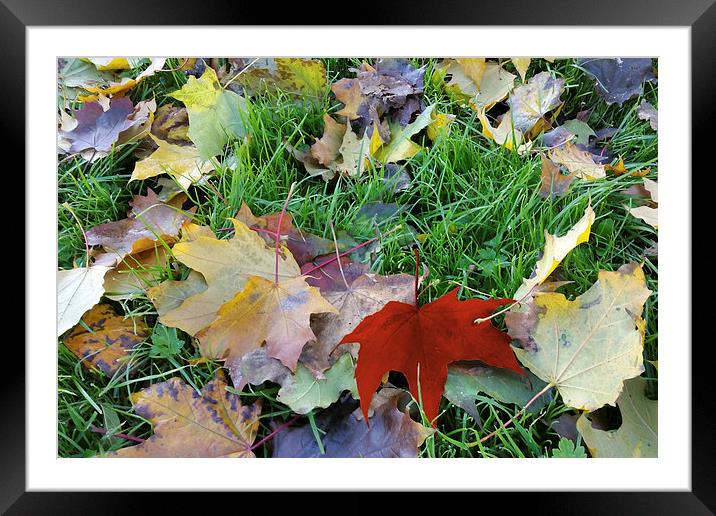  carpet of leaves Framed Mounted Print by Marinela Feier