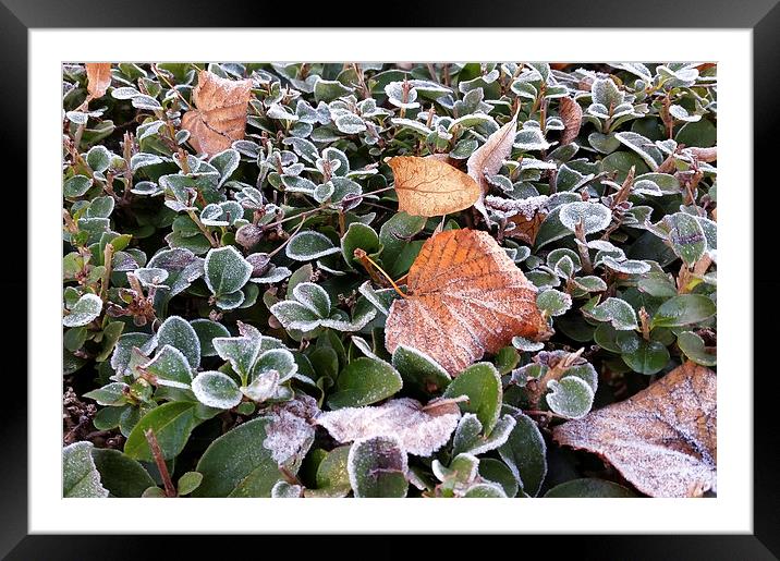  first frost Framed Mounted Print by Marinela Feier
