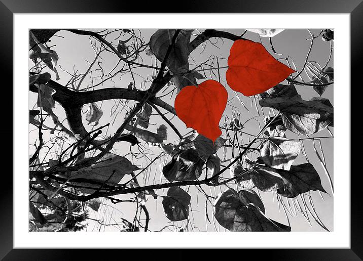  hearts of fall Framed Mounted Print by Marinela Feier