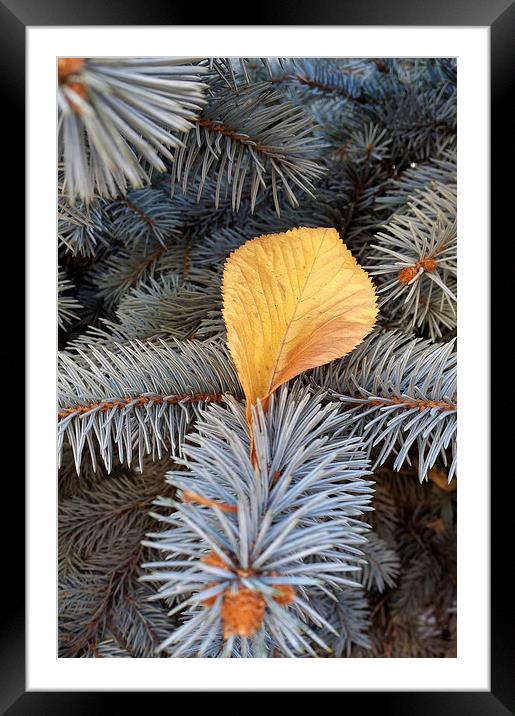 fall and winter Framed Mounted Print by Marinela Feier