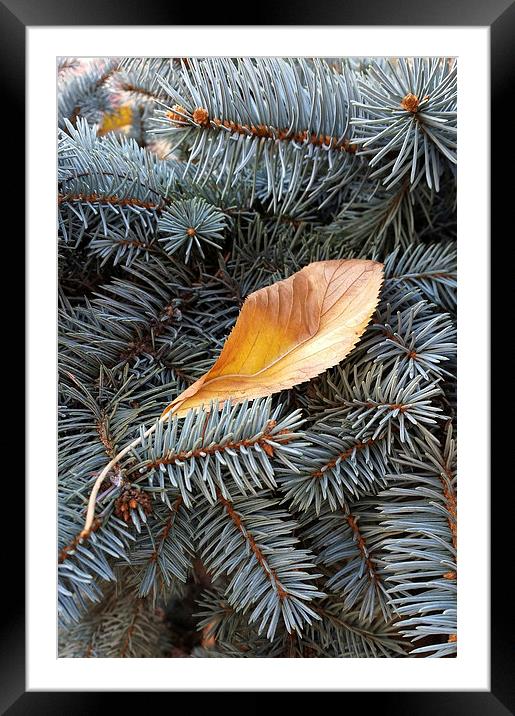  autumn and winter Framed Mounted Print by Marinela Feier