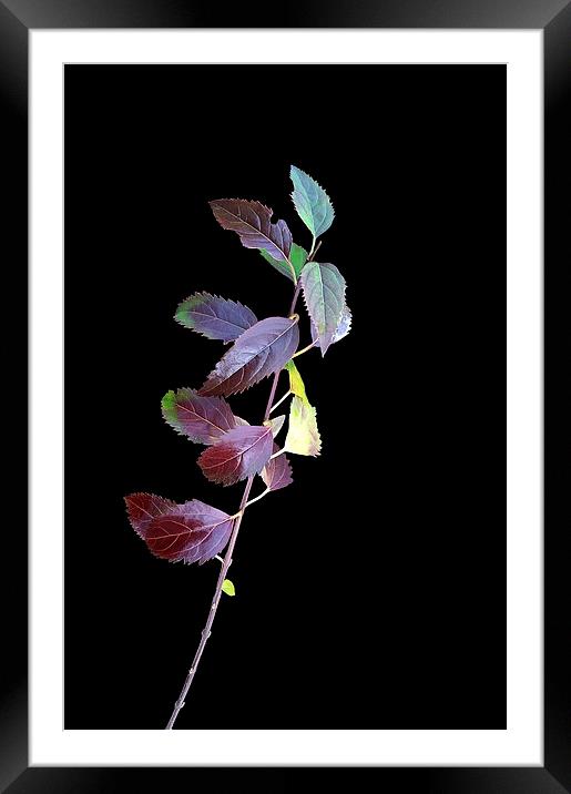  colorful branchlet Framed Mounted Print by Marinela Feier
