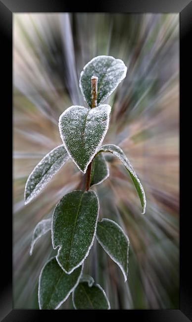  caught by frost Framed Print by Marinela Feier