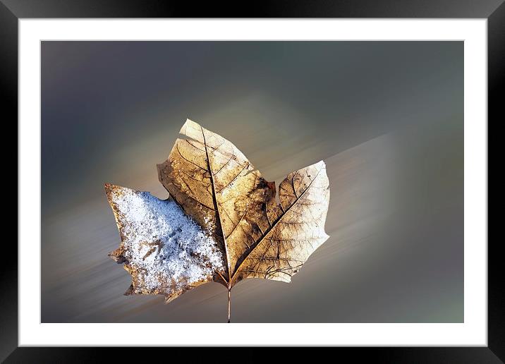  wind and snow Framed Mounted Print by Marinela Feier