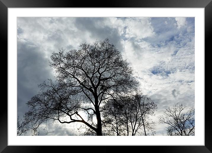 clouds and branches Framed Mounted Print by Marinela Feier