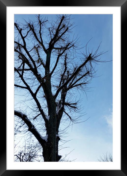 tree and clear sky in winter Framed Mounted Print by Marinela Feier