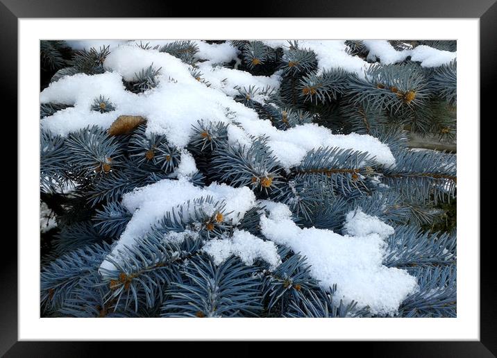 snow on branches Framed Mounted Print by Marinela Feier