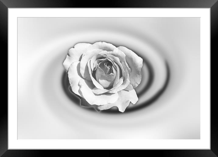 Rose in white Framed Mounted Print by Marinela Feier