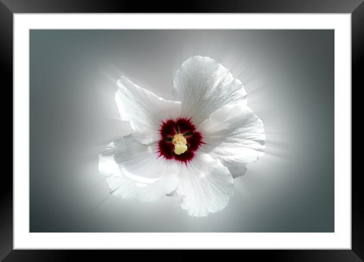 glowing white petals Framed Mounted Print by Marinela Feier