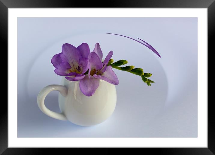 purple freesia flower Framed Mounted Print by Marinela Feier
