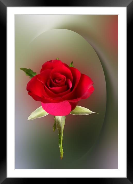 Red rose Framed Mounted Print by Marinela Feier