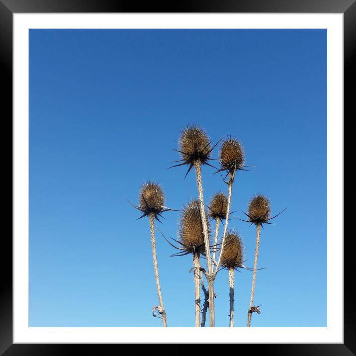 clear sky and thistles Framed Mounted Print by Marinela Feier