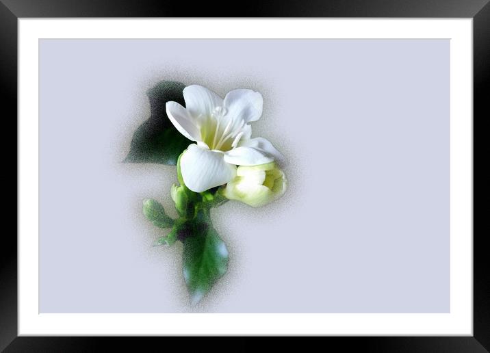 white freesia flower Framed Mounted Print by Marinela Feier