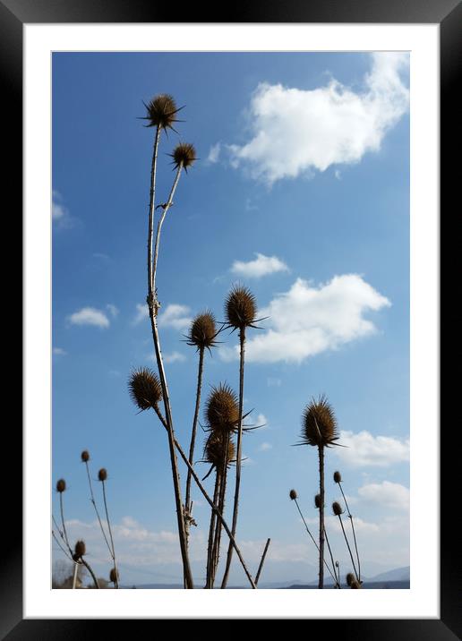 thistles, village and blue sky Framed Mounted Print by Marinela Feier