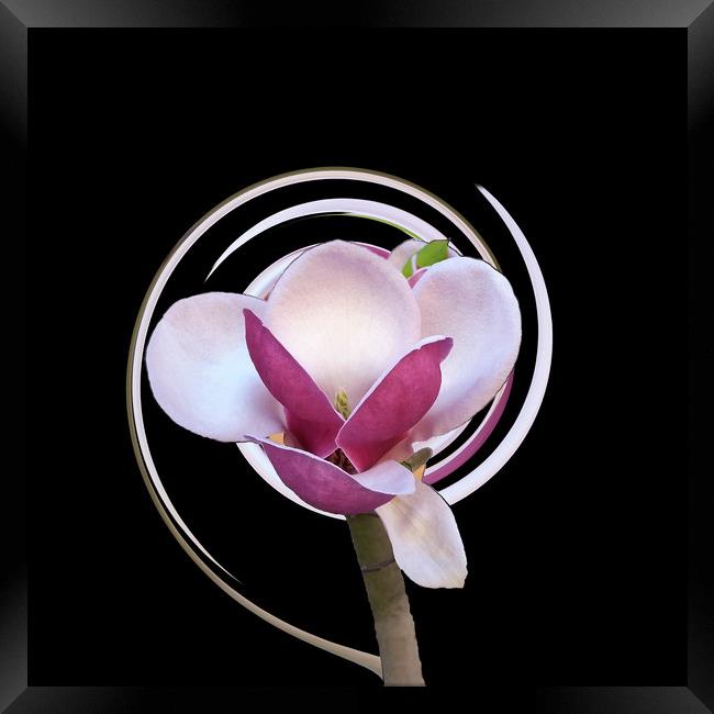 pink magnolia blossom Framed Print by Marinela Feier