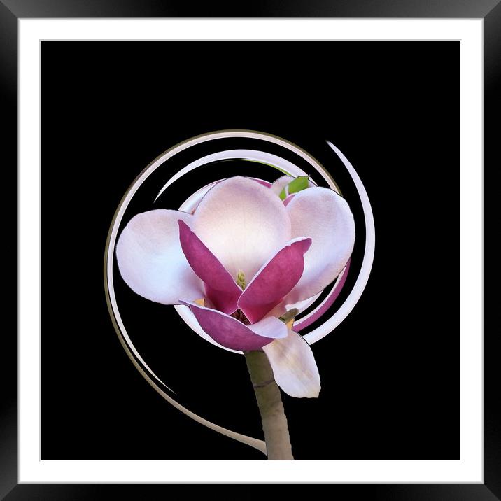 pink magnolia blossom Framed Mounted Print by Marinela Feier