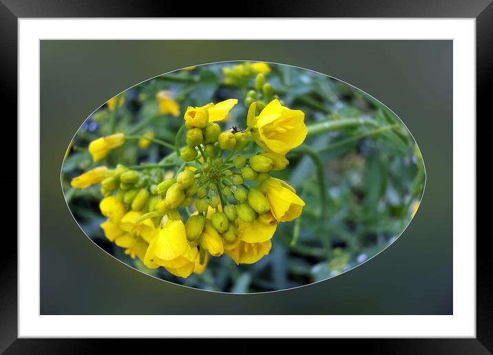 Tiny yellow flowers Framed Mounted Print by Marinela Feier