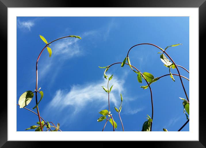 twigs in the wind Framed Mounted Print by Marinela Feier