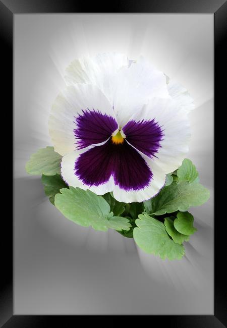 Pansy purple white Framed Print by Marinela Feier