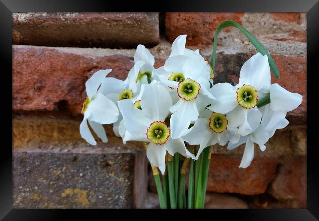 daffodils near fortress wall Framed Print by Marinela Feier