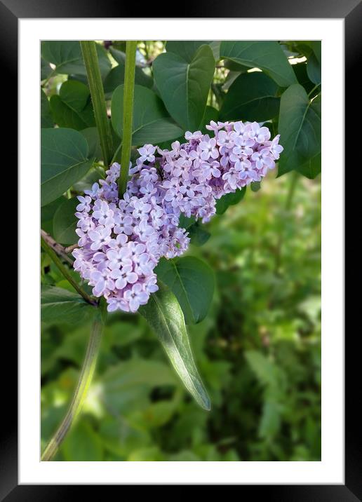 lilac curtain Framed Mounted Print by Marinela Feier