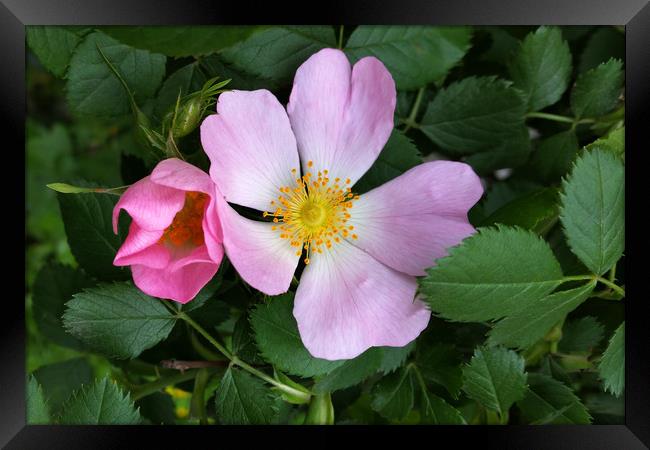 little pink flowers Framed Print by Marinela Feier