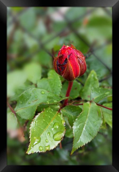 rosebud in the rain Framed Print by Marinela Feier