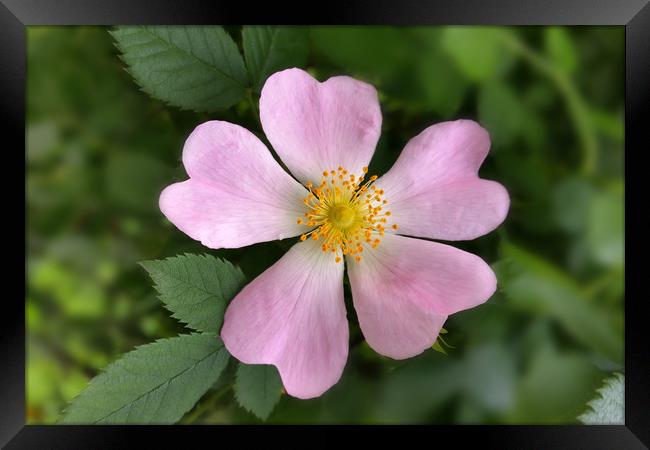 small pink flower Framed Print by Marinela Feier