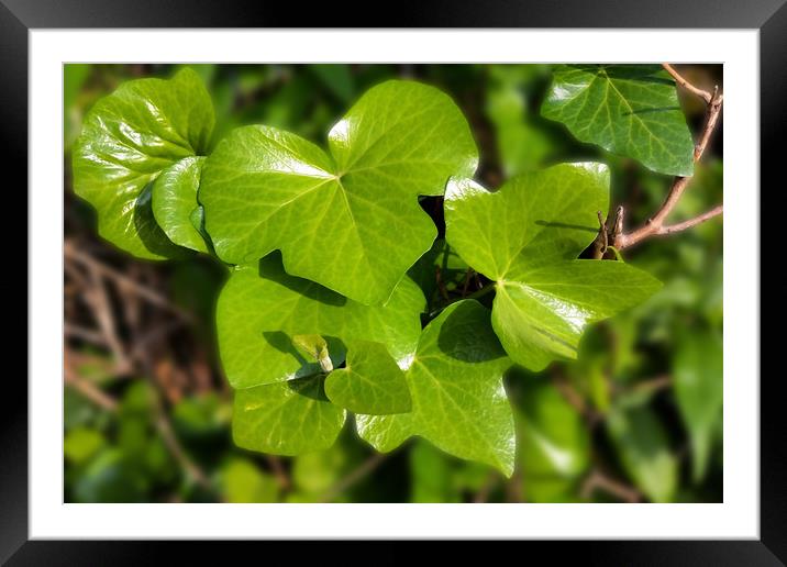 ivy in the sun Framed Mounted Print by Marinela Feier