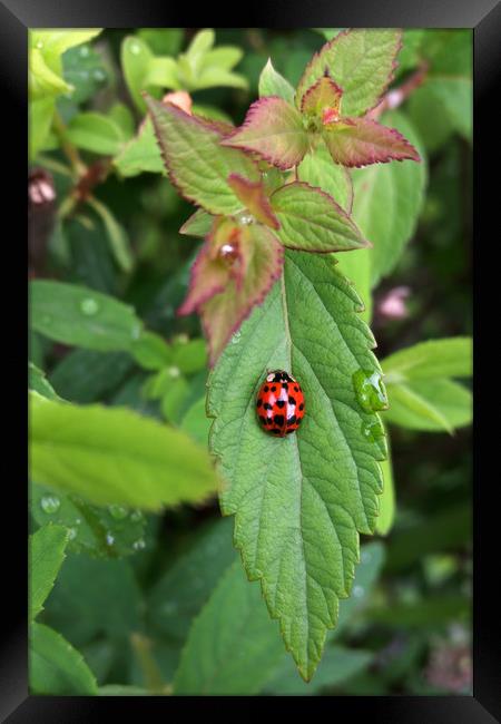 ladybug on leaf Framed Print by Marinela Feier