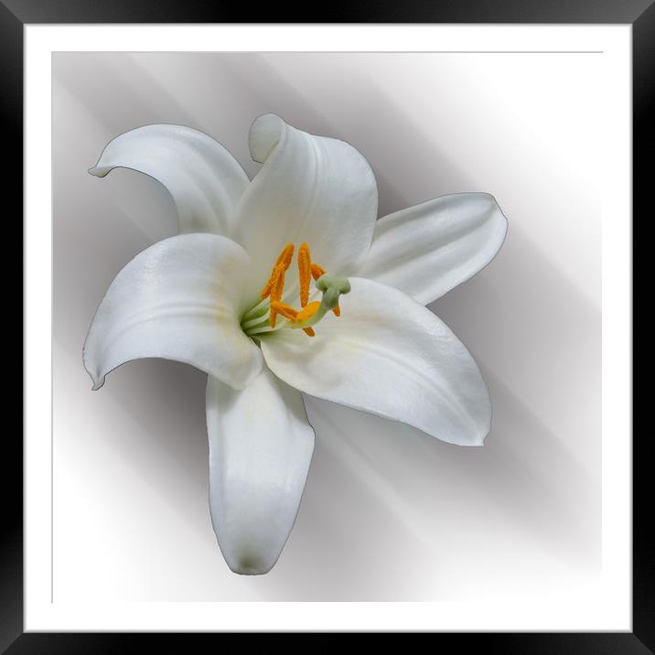 white lily Framed Mounted Print by Marinela Feier