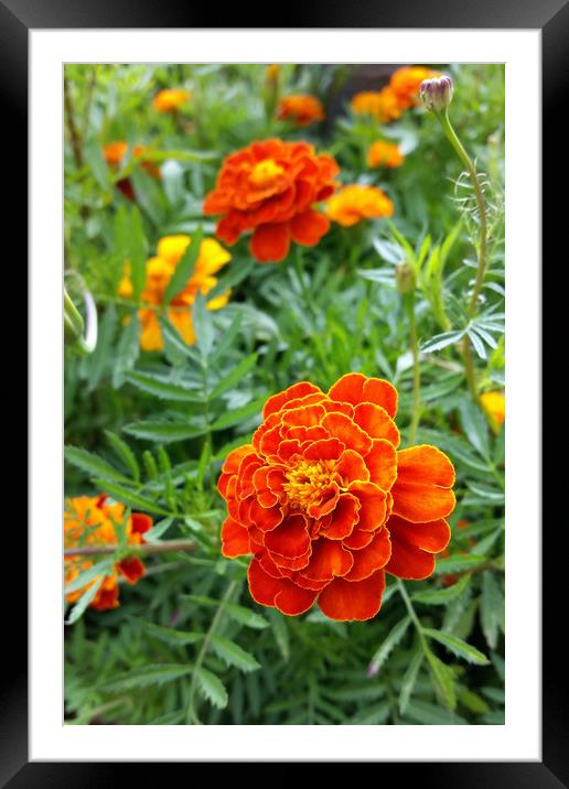 brightly colored marigold Framed Mounted Print by Marinela Feier