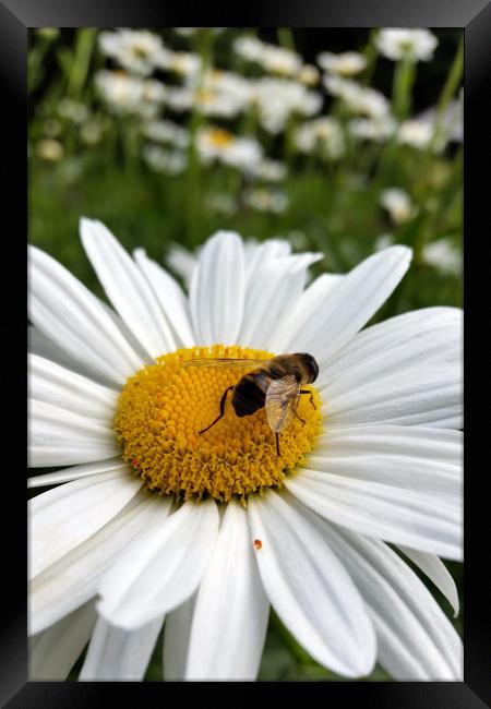 bee and daisy Framed Print by Marinela Feier
