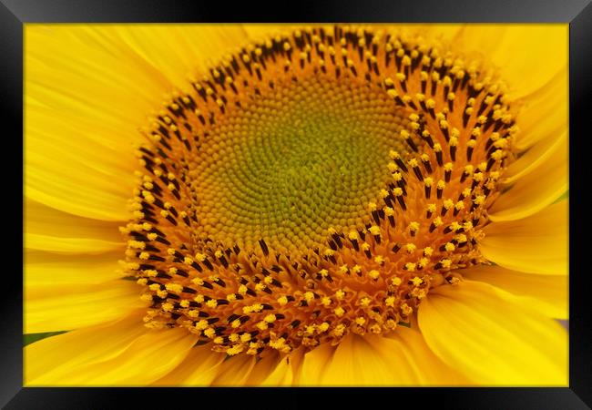 middle of sunflower Framed Print by Marinela Feier