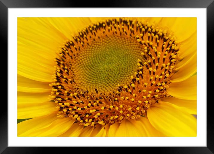 middle of sunflower Framed Mounted Print by Marinela Feier